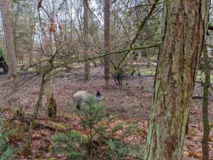 Wildschwein im Gehege beim Jugendwaldheim Ehrhorn Dezember 2021