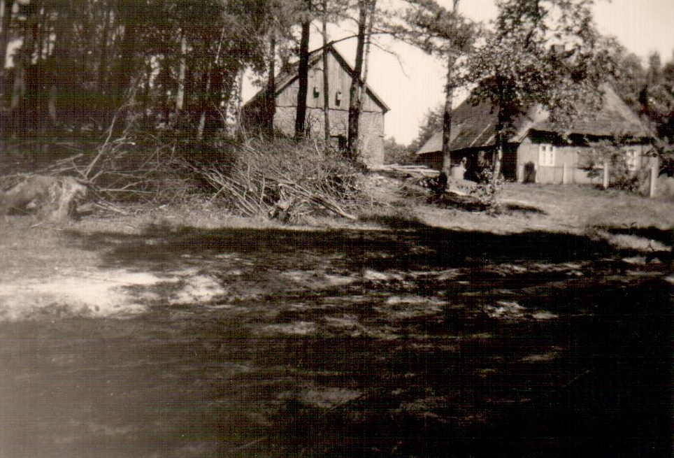 Foto von Dohrmanns Hof mit Scheune und Wäldchen in Wintermoor Mai 1953